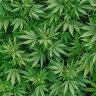 GanjNature