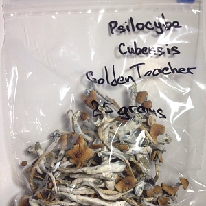 Psilocybe Cub. Golden Teacher