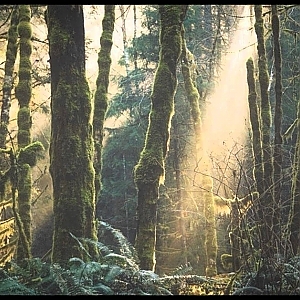 LuneCell - Forest totem